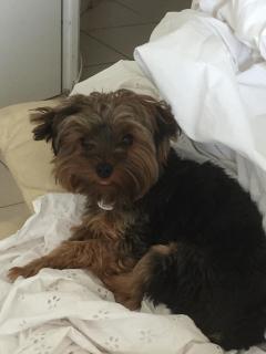 Service : chien Service : chien