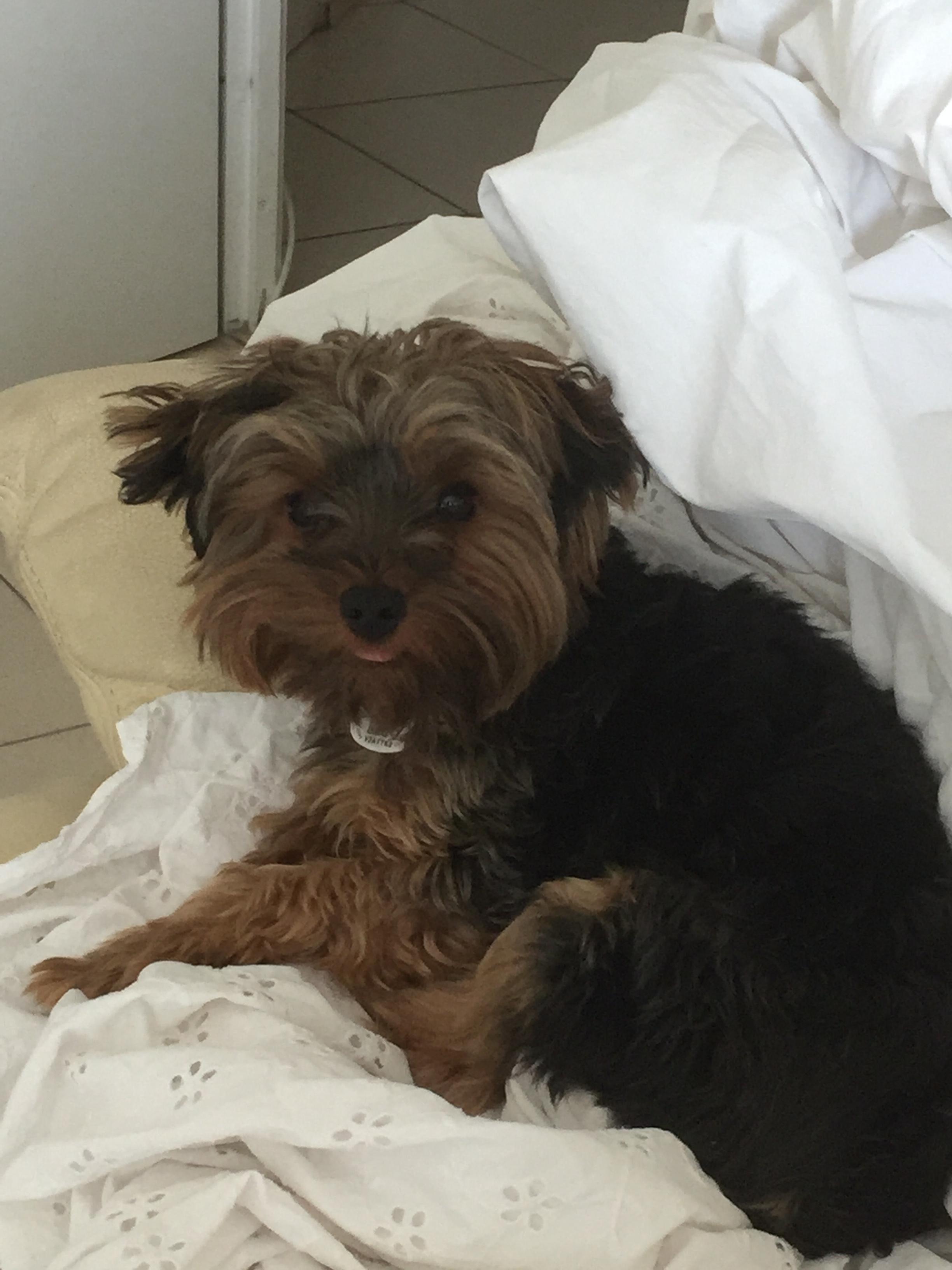 Service chien 93 entre particuliers