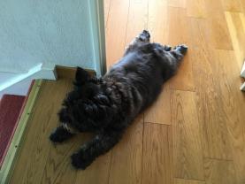 Service : chien Service : chien