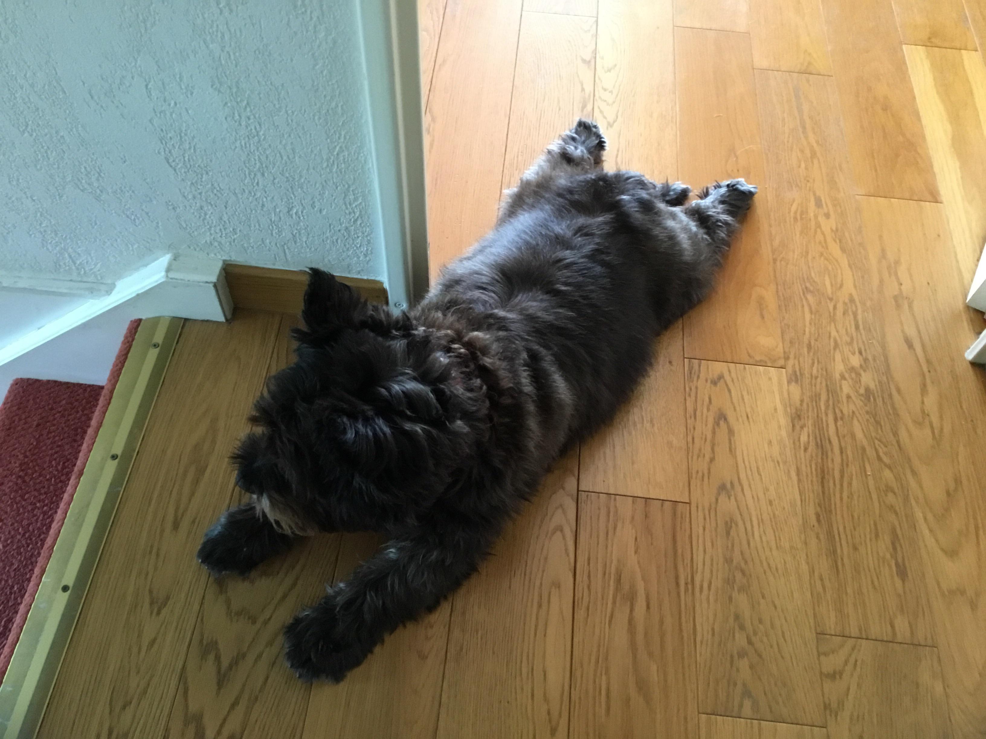 Service chien 95 entre particuliers