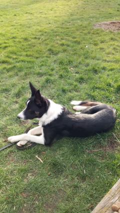Demander ce petsitter