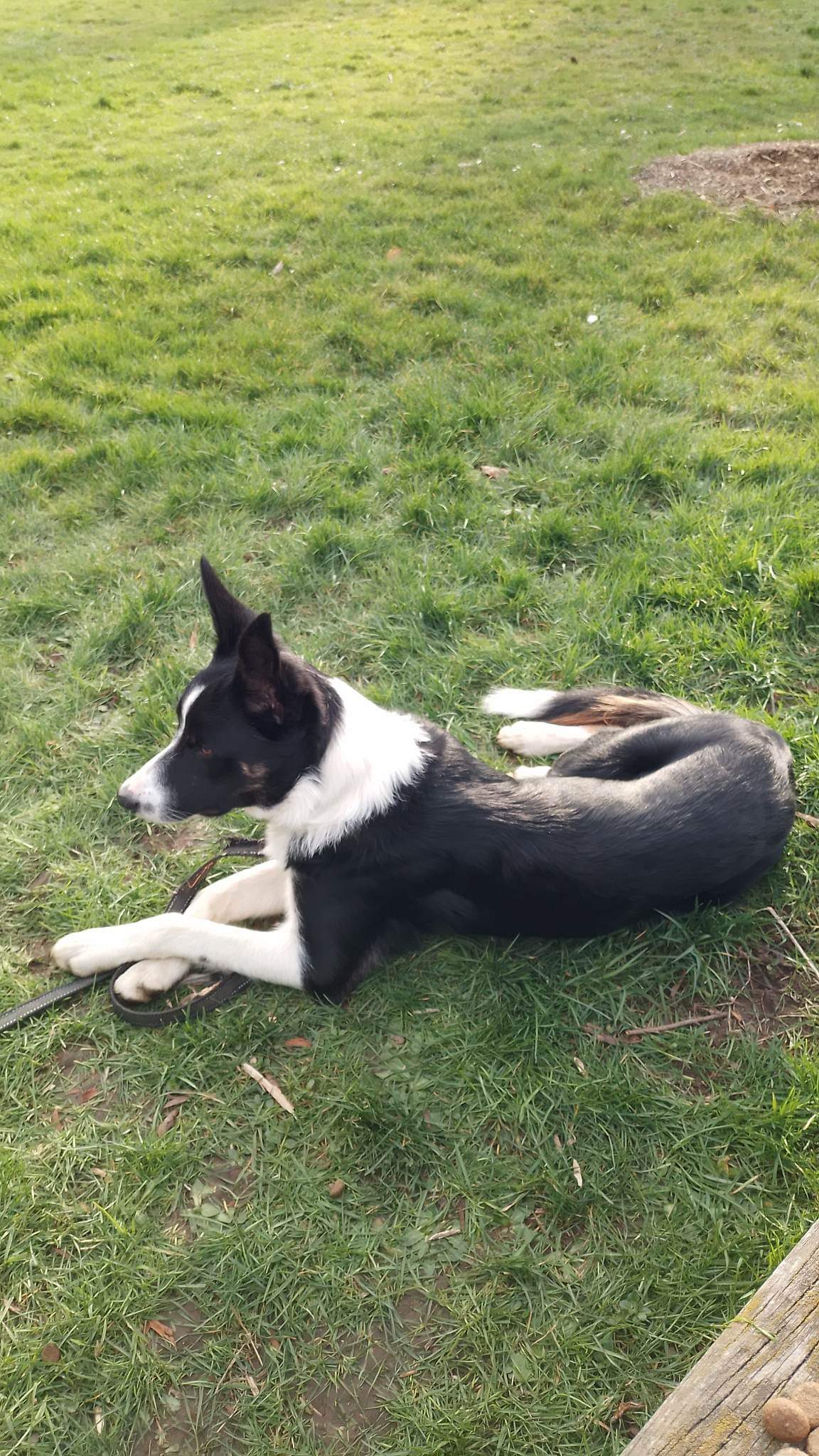 Service chien 01 entre particuliers
