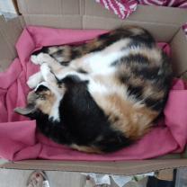 Demander ce catsitter