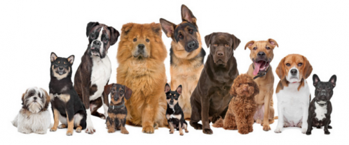 Service : chien Service : chien