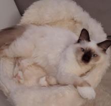 Demander ce catsitter