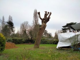 Service : elagage Service : elagage