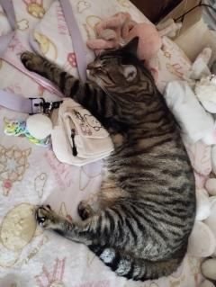 Demander ce catsitter