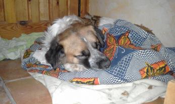 Service : chien Service : chien