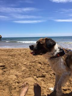 Service : chien Service : chien