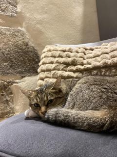 Service : garde animaux Service : garde animaux