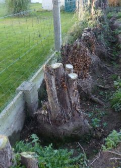 Location : taille haie Location : taille haie