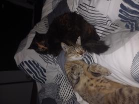 Demander ce catsitter
