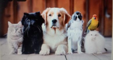 Service : garde animaux Service : garde animaux