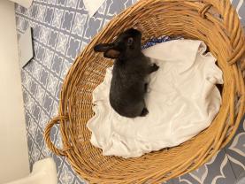 Service : garde lapin Service : garde lapin