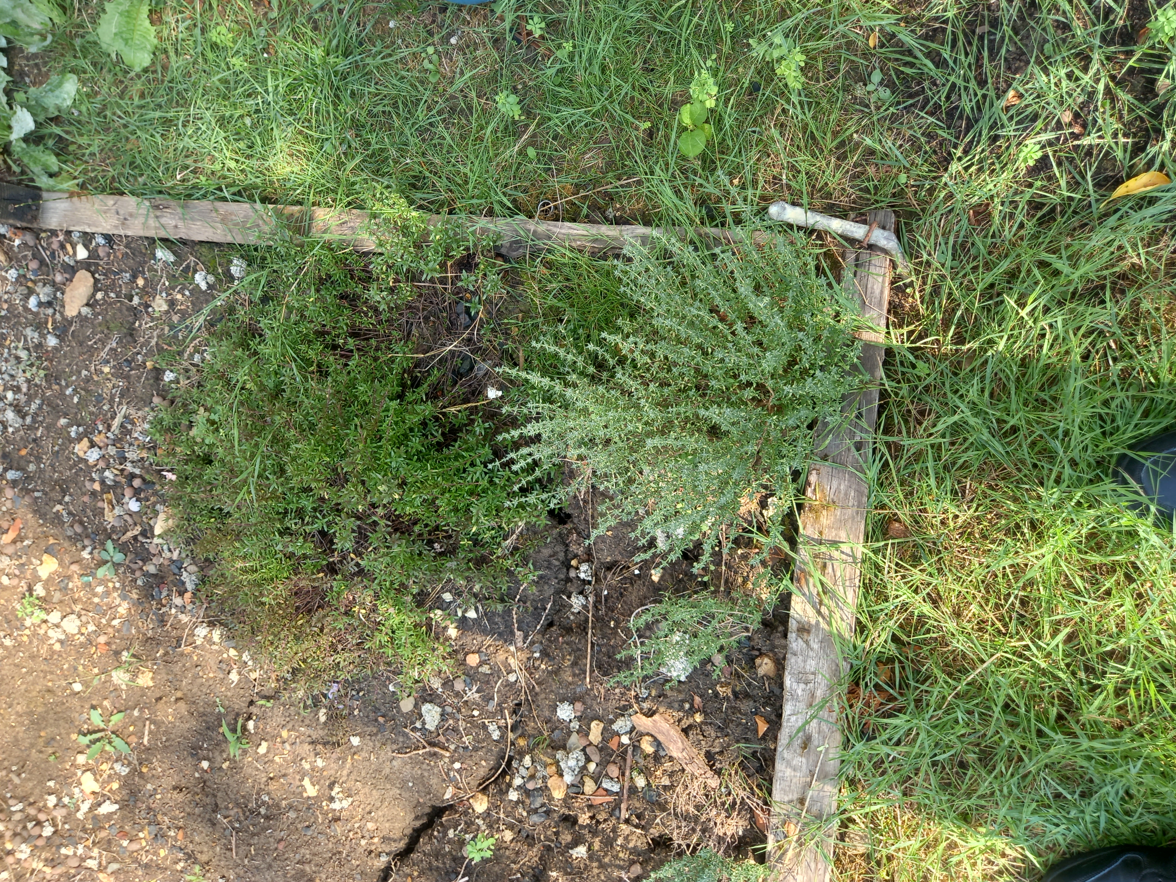 Service jardinage 95 entre particuliers