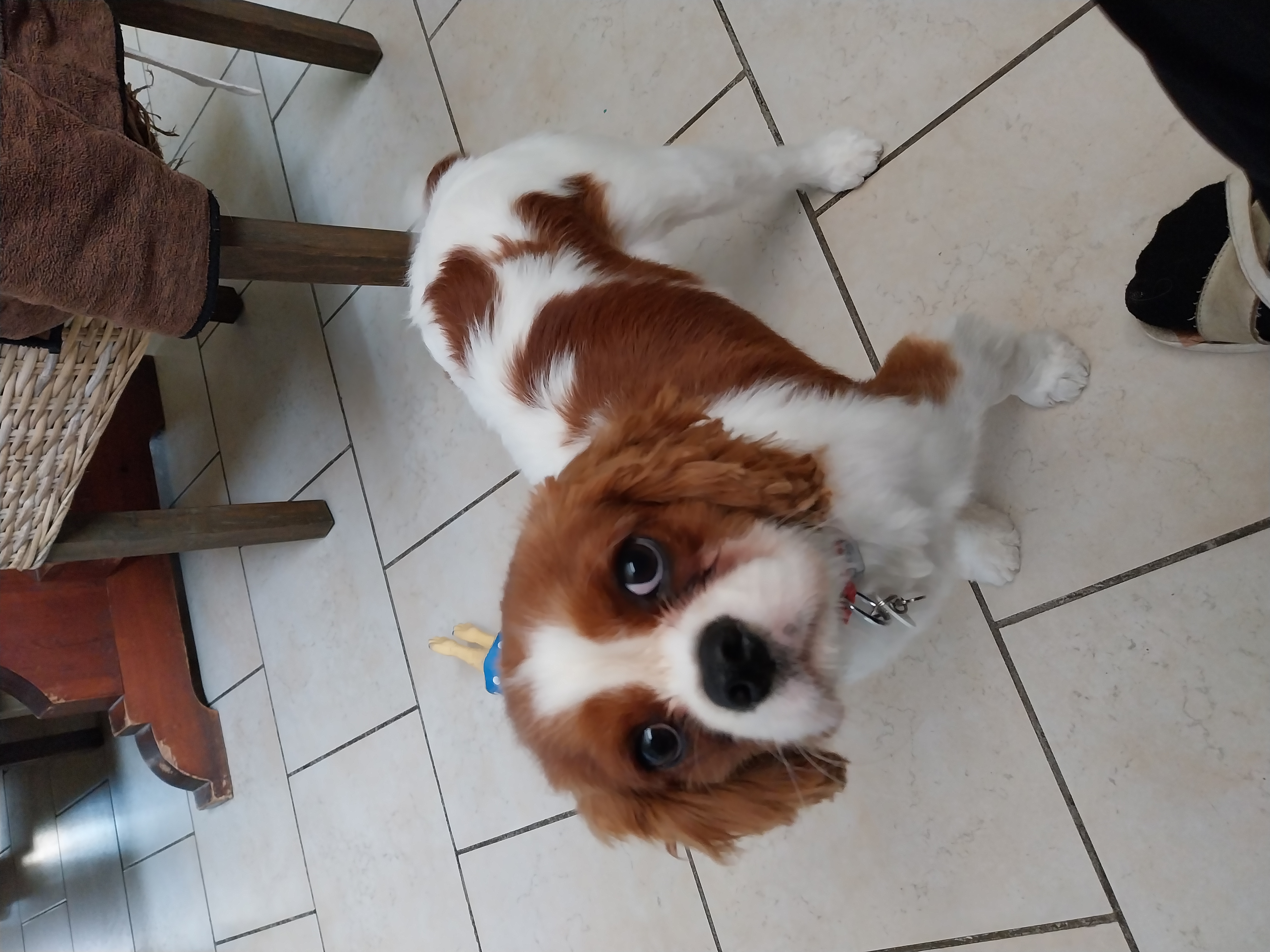 Service chien 17 entre particuliers