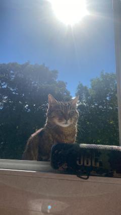 Demander ce catsitter