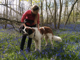 Service chien entre particuliers