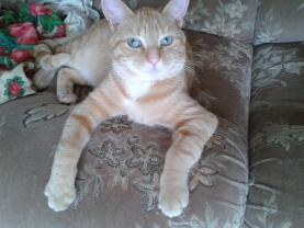 Service : chat Service : chat