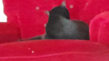 Service : chat Service : chat