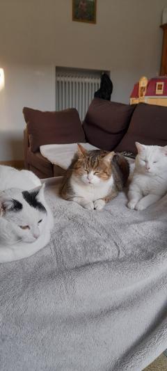 Service : chat Service : chat