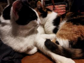 Service : garde animaux Service : garde animaux