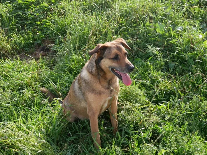 Service chien 30 entre particuliers