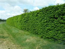 Location : taille haie Location : taille haie