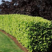 Service : tonte de pelouse Service : tonte de pelouse