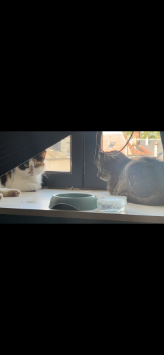 Service : chat Service : chat