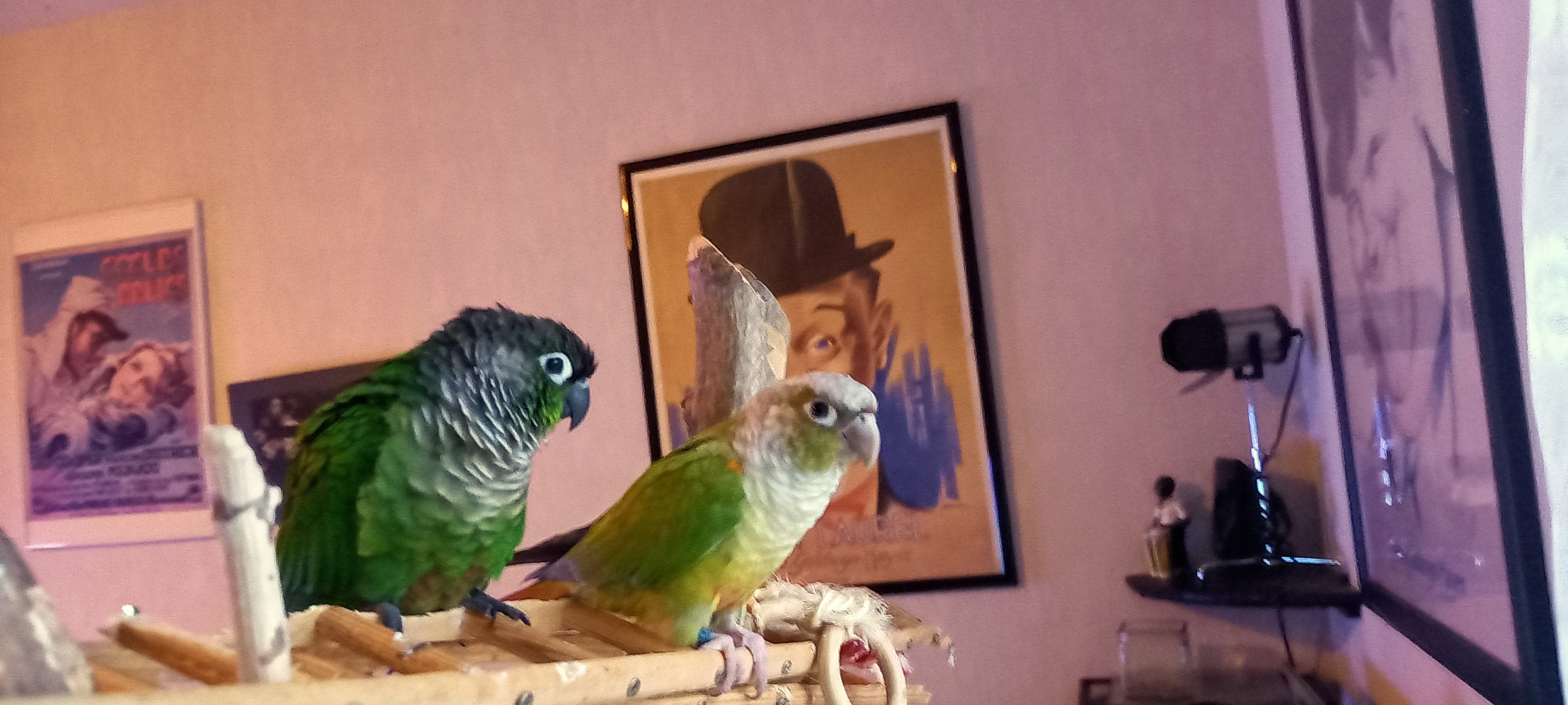 Service oiseaux 49 entre particuliers