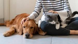 Service garde animaux 35 entre particuliers