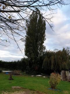 Service : elagage Service : elagage