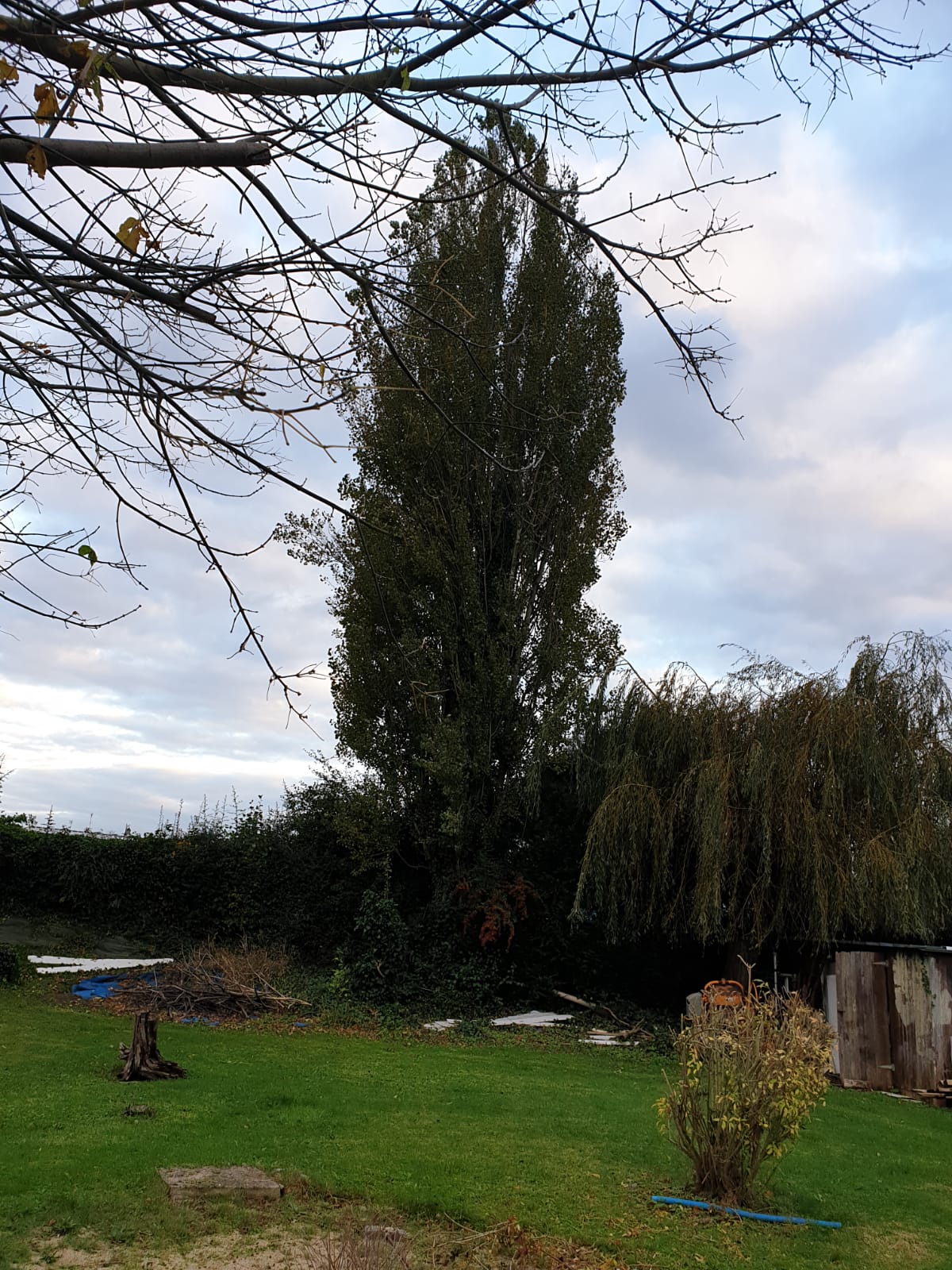 Service elagage 77 entre particuliers