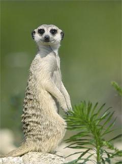 Service : garde animaux Service : garde animaux