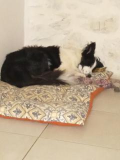 Service : chien Service : chien