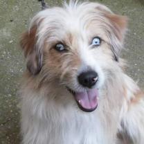 Service : garde animaux Service : garde animaux