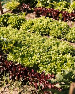 Louer le jardin