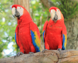 Service : oiseaux Service : oiseaux