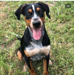 Service : chien Service : chien