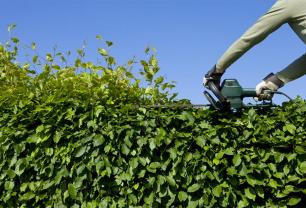 Service : taille de haies Service : taille de haies