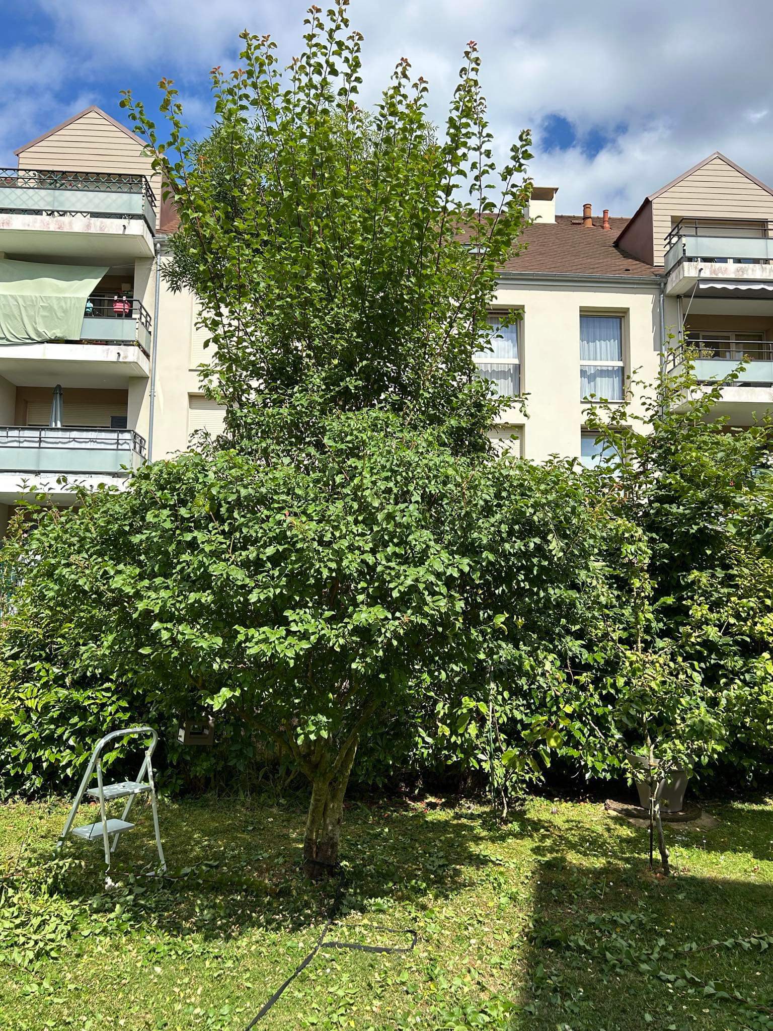 Service elagage 78 entre particuliers