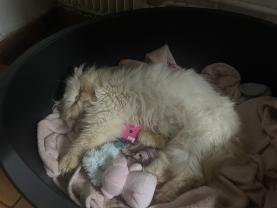 Demander ce catsitter