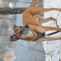 Service : chien Service : chien