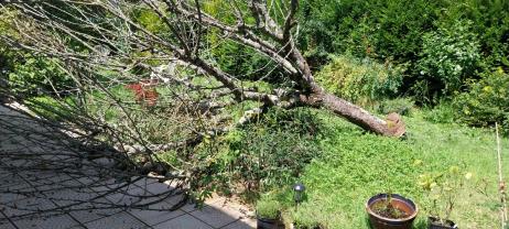 Service : coupe de bois Service : coupe de bois