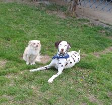 Service : promeneur chien Service : promeneur chien