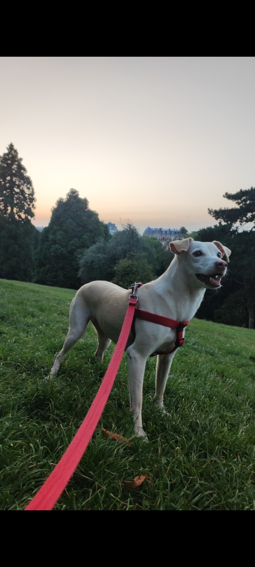 Service garde animaux entre particuliers (18)