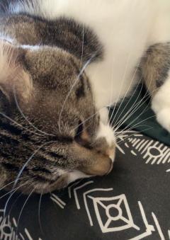 Demander ce catsitter