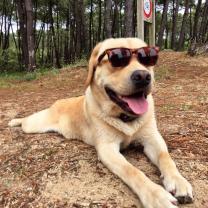 Demander ce petsitter