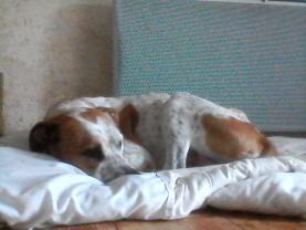 Demander ce petsitter